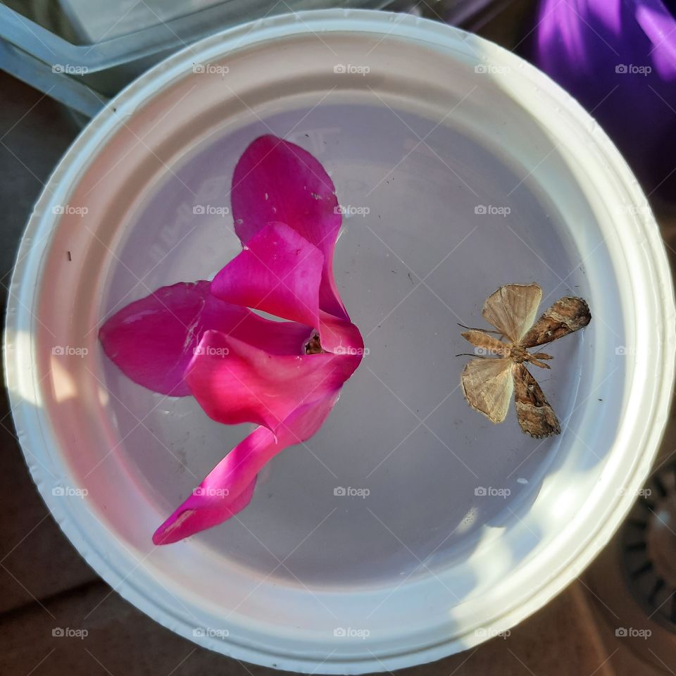 flower and moth in the water