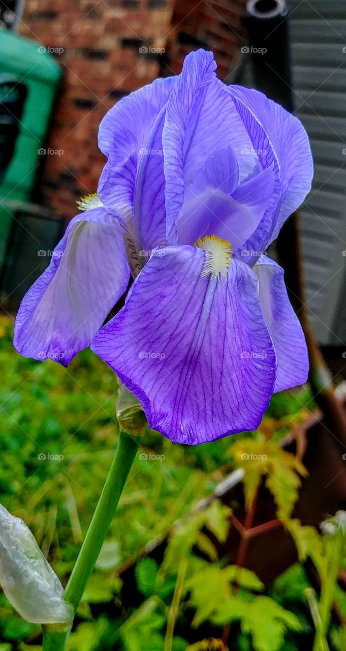 purple iris