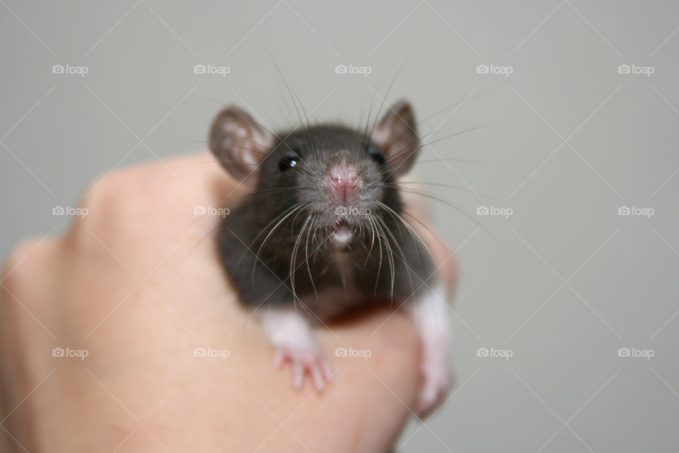 Baby Rat