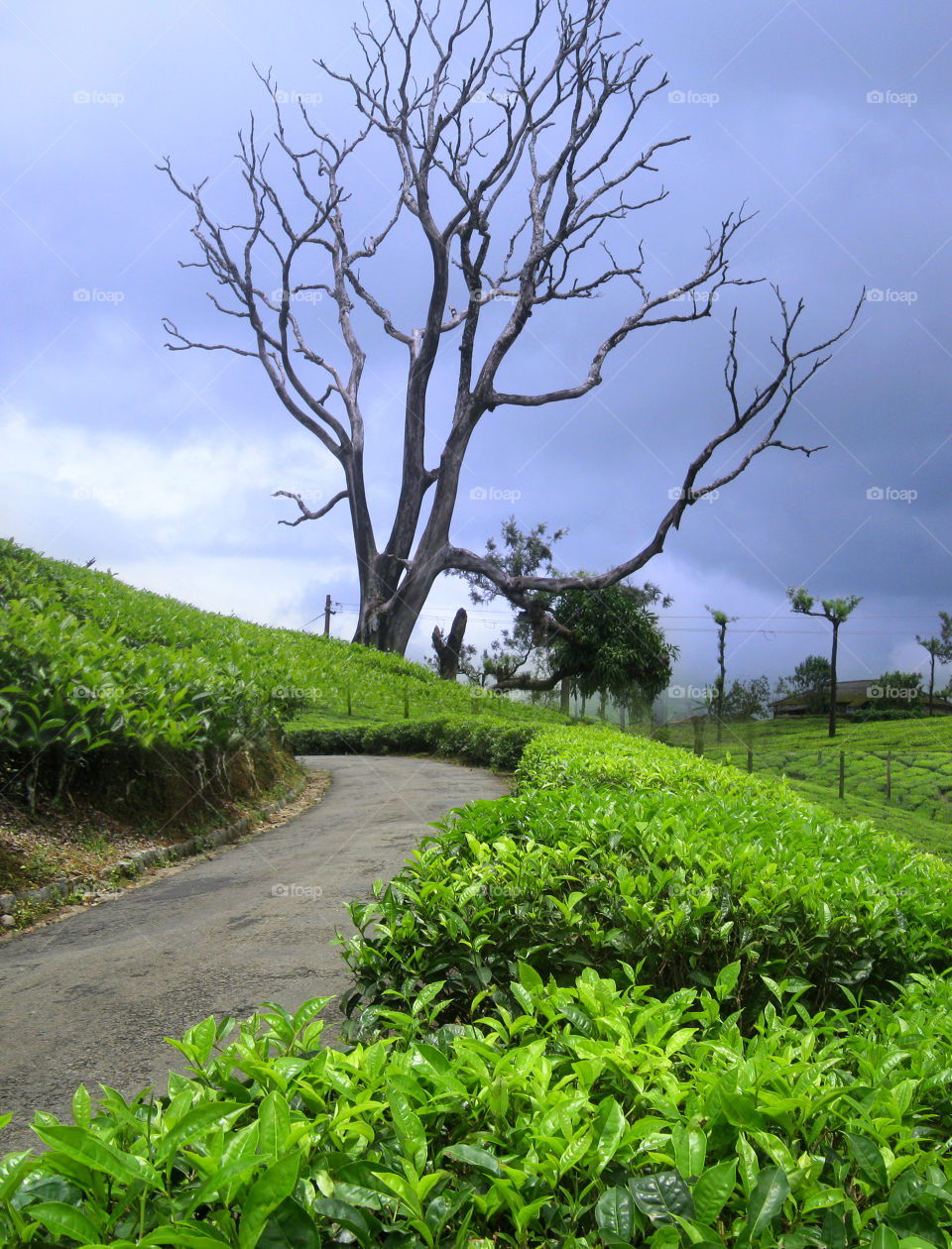 beauty of tea plantation