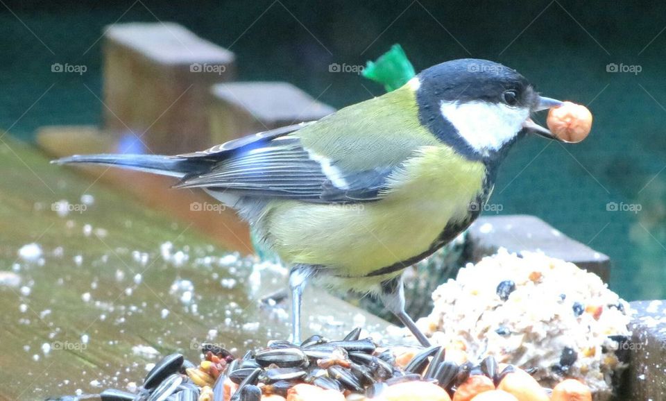 black tit picking seeds