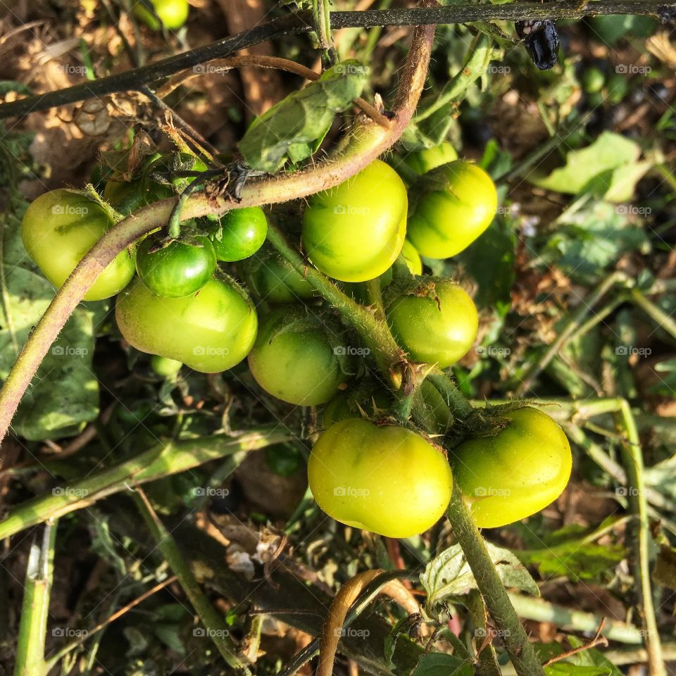 Newly forming pumpkins on a vine