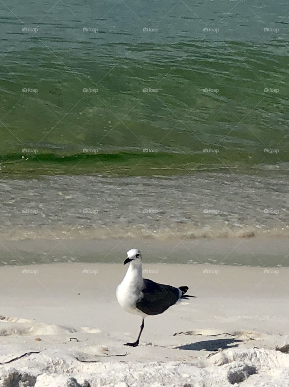 One legged seagull