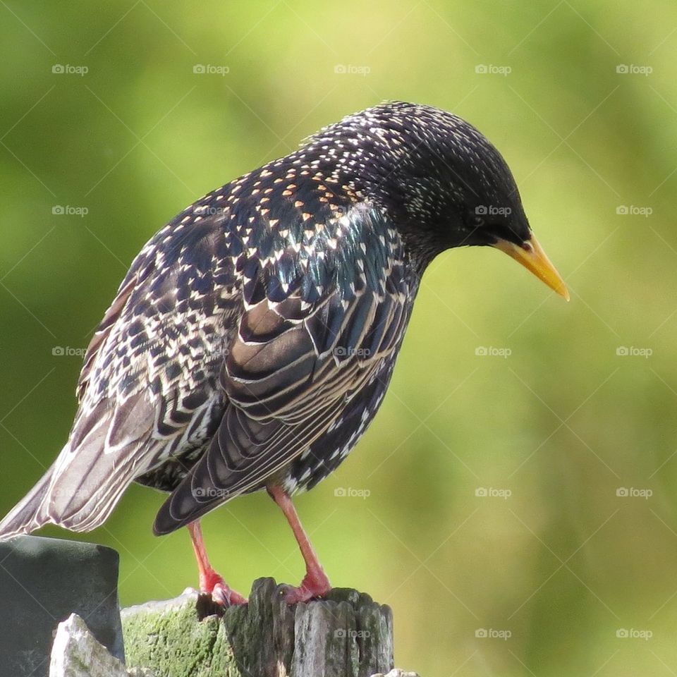 Starling 1