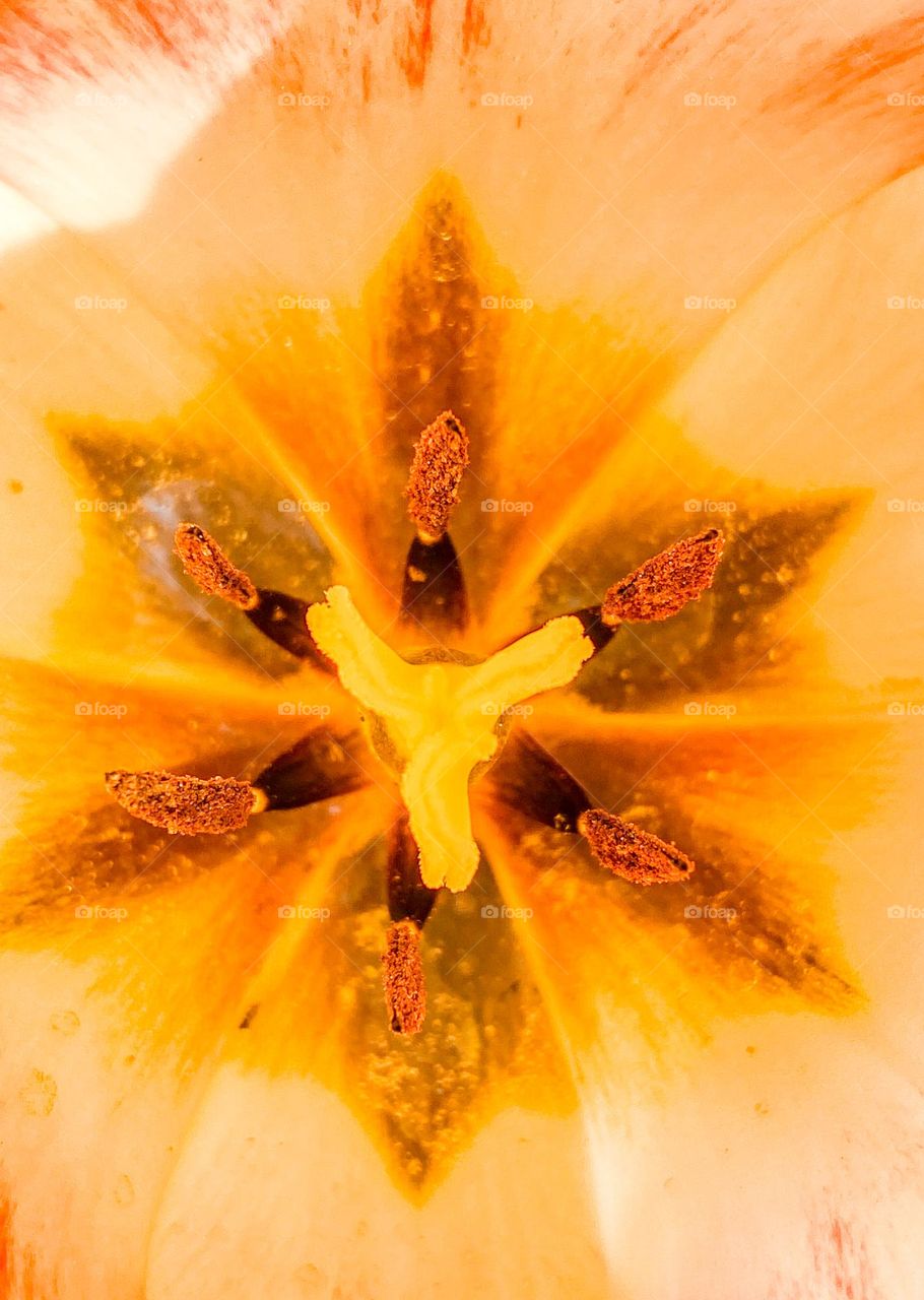 Closeup of a tulip