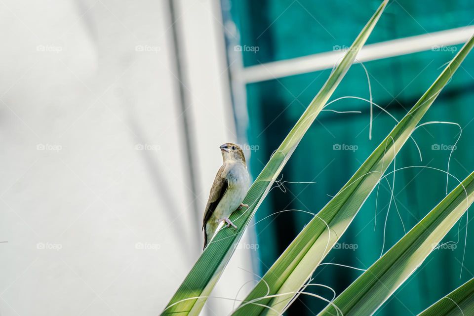 a small bird sits on a green palm branch