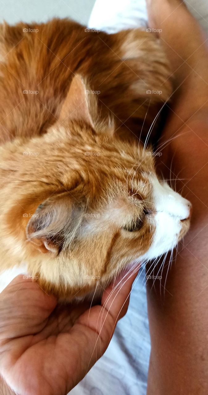 cat beautiful portrait close up, mobile photography