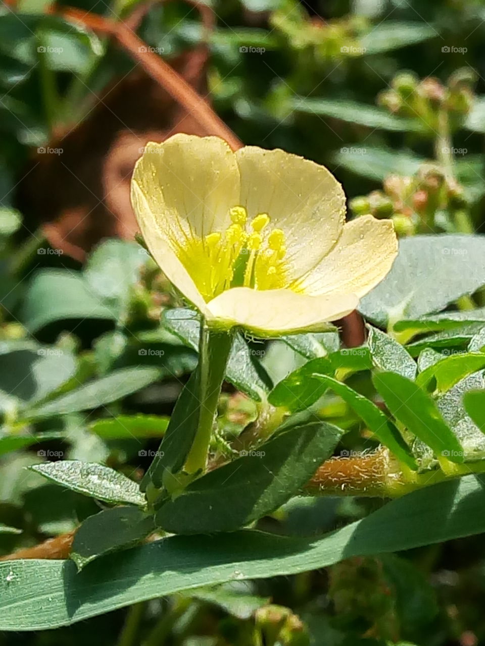 Nature, Leaf, Flora, Flower, No Person