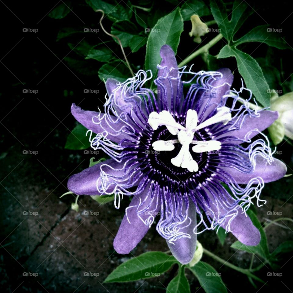 Passiflora/purple passion,  simply beautiful. nature walk