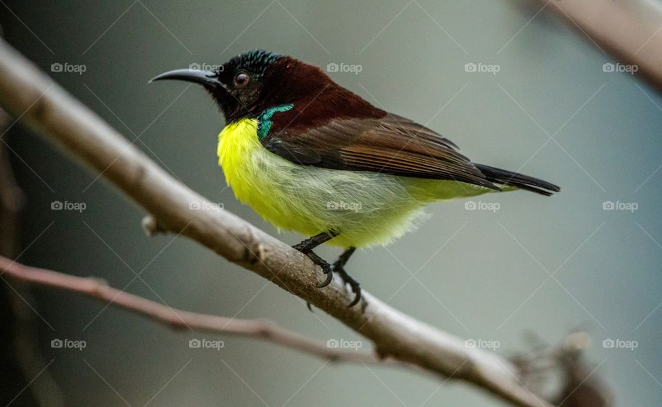 birds with yellow feather sitting on a tree branch