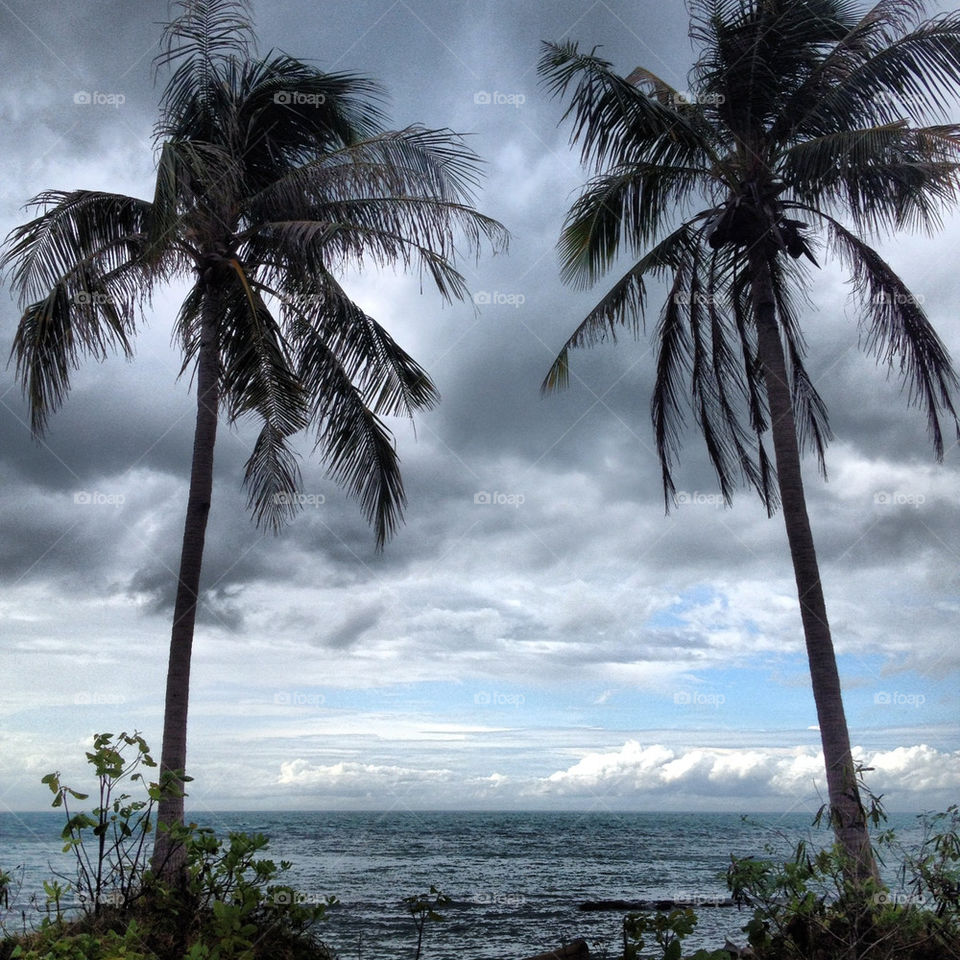 ocean grey palmtrees by cathrine27