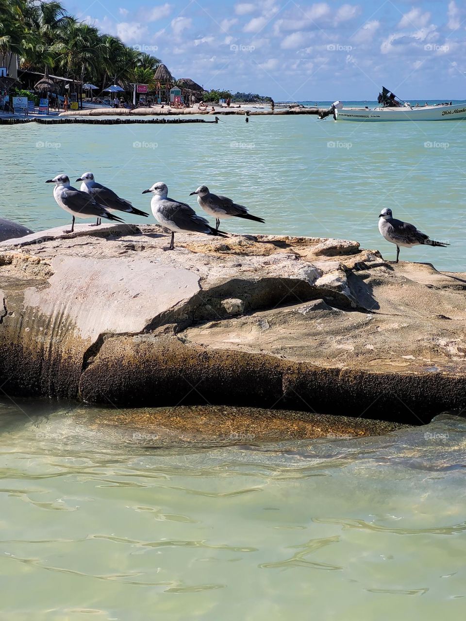 birds, sea and landscape