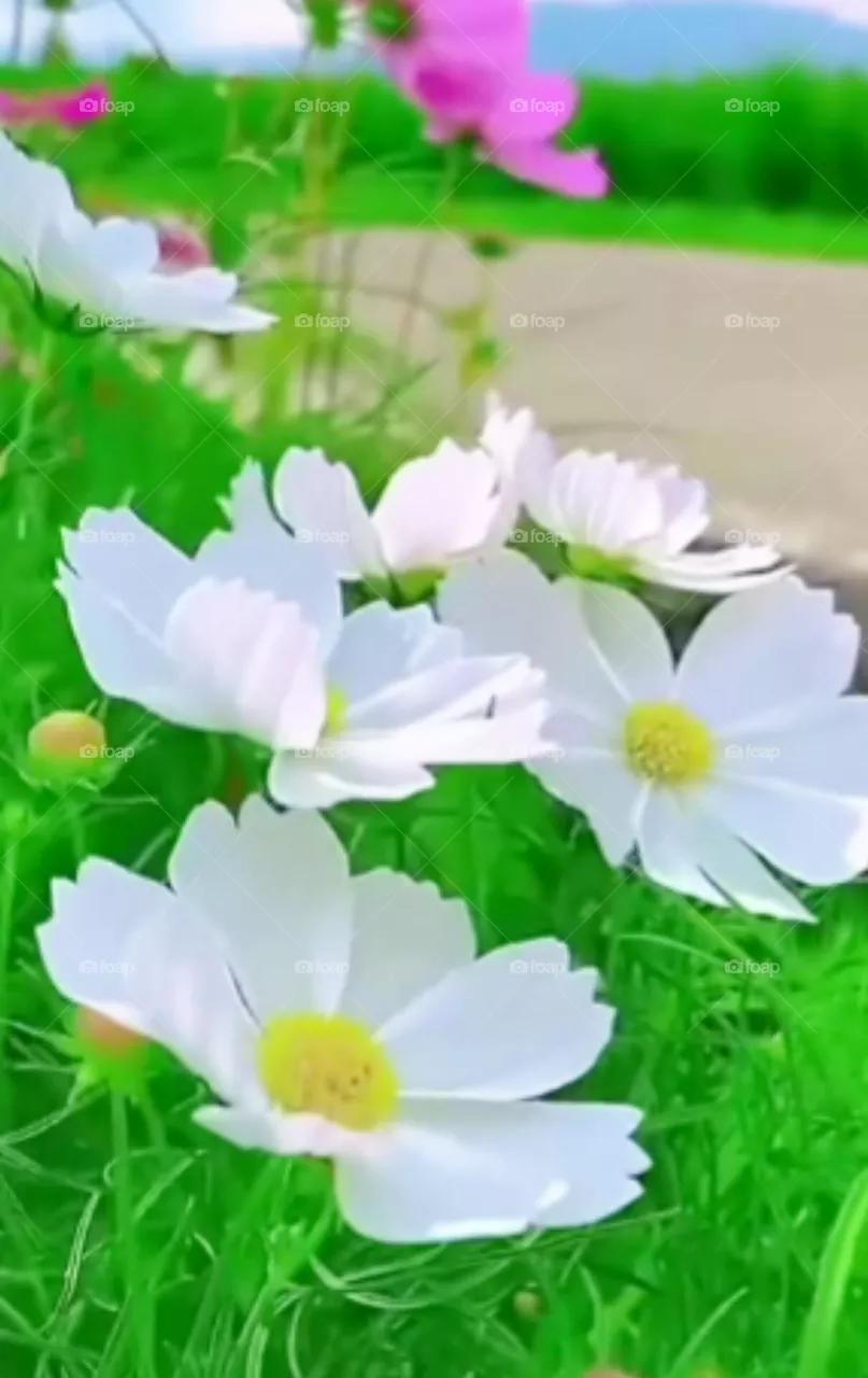 flowers