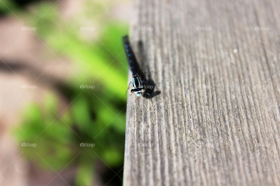 Dragon fly