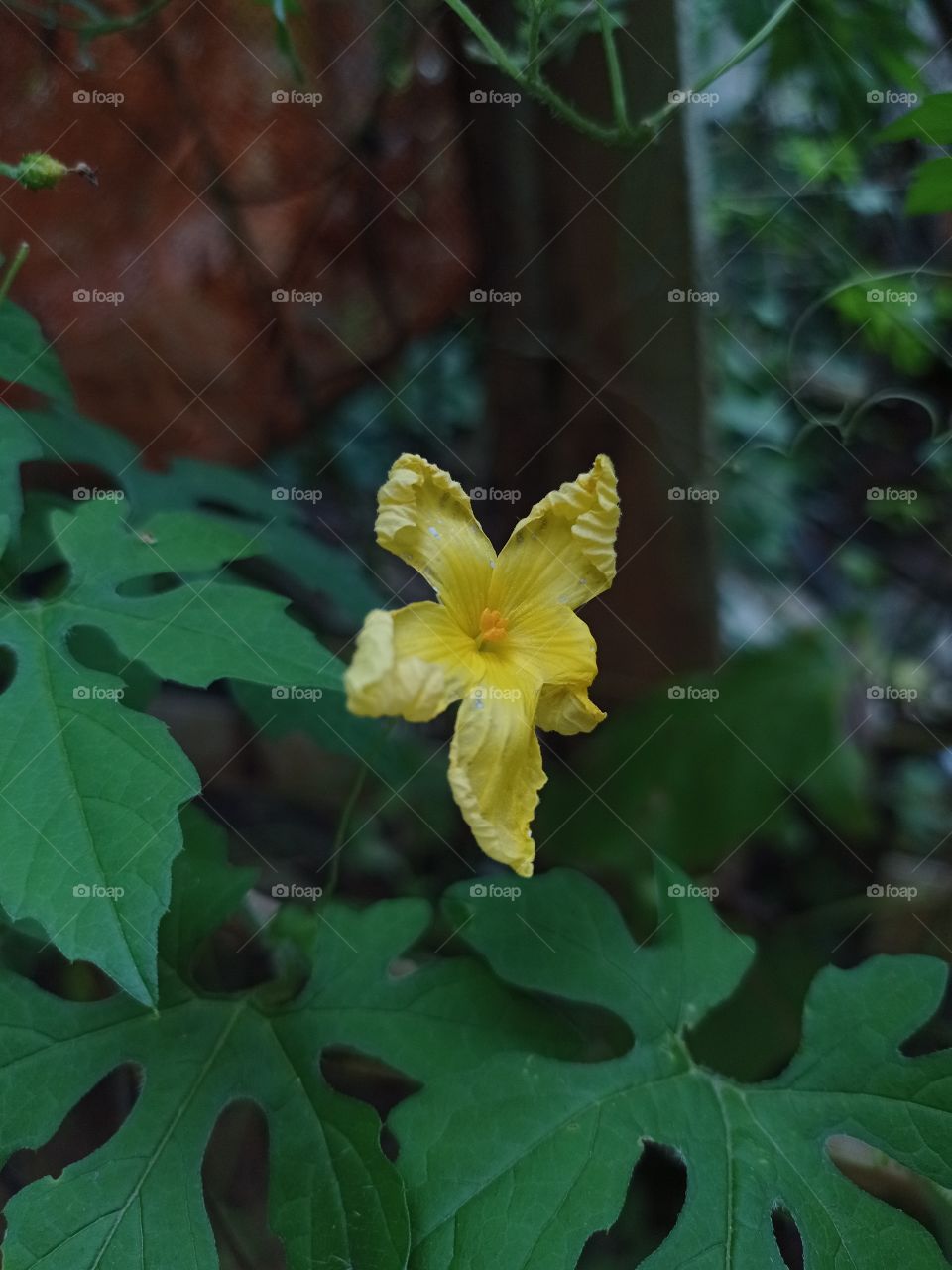 yellow flower