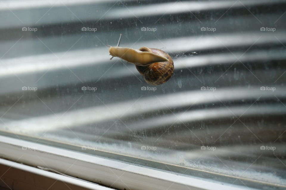 Snail on my window 