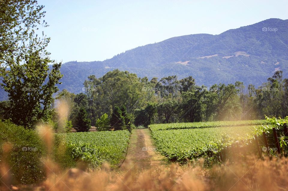Landscape in Napa Valley