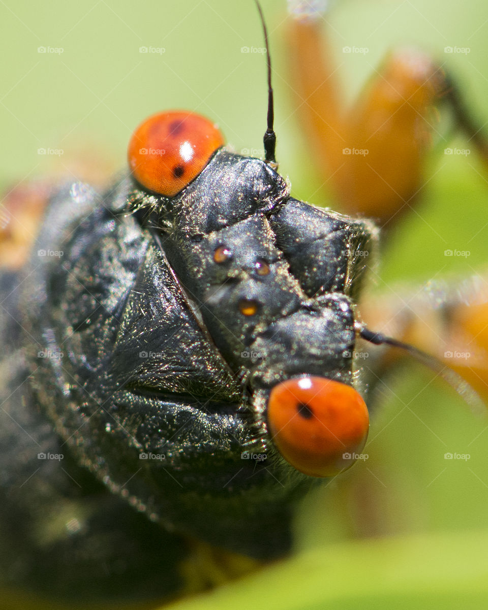 Macro of the red eyes of the periodical cicada