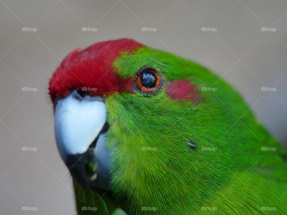 Kakariki parakeet portrait