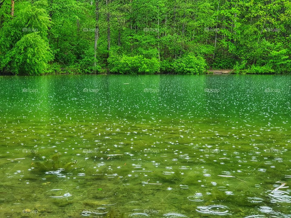 Green lake next to the green forest during a rainy day in Vilnius.