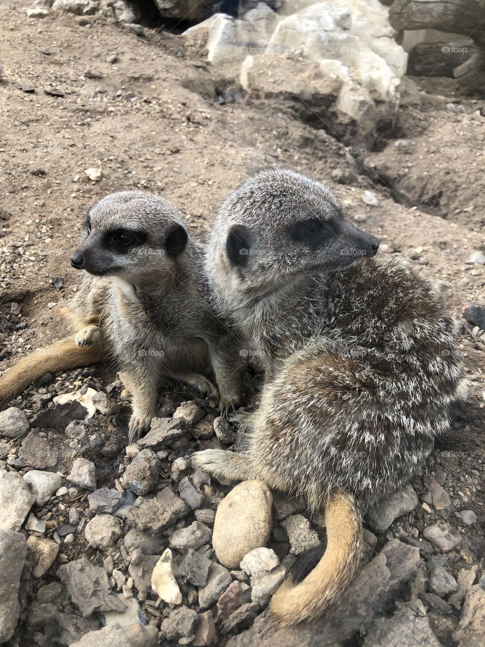 Two cute little meerkats going about their business 