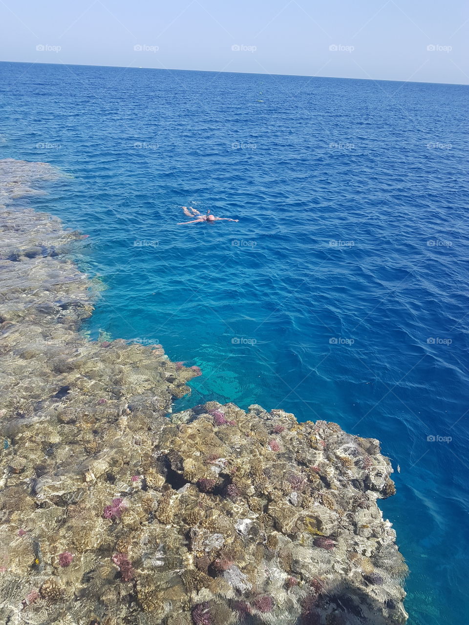 coral reef