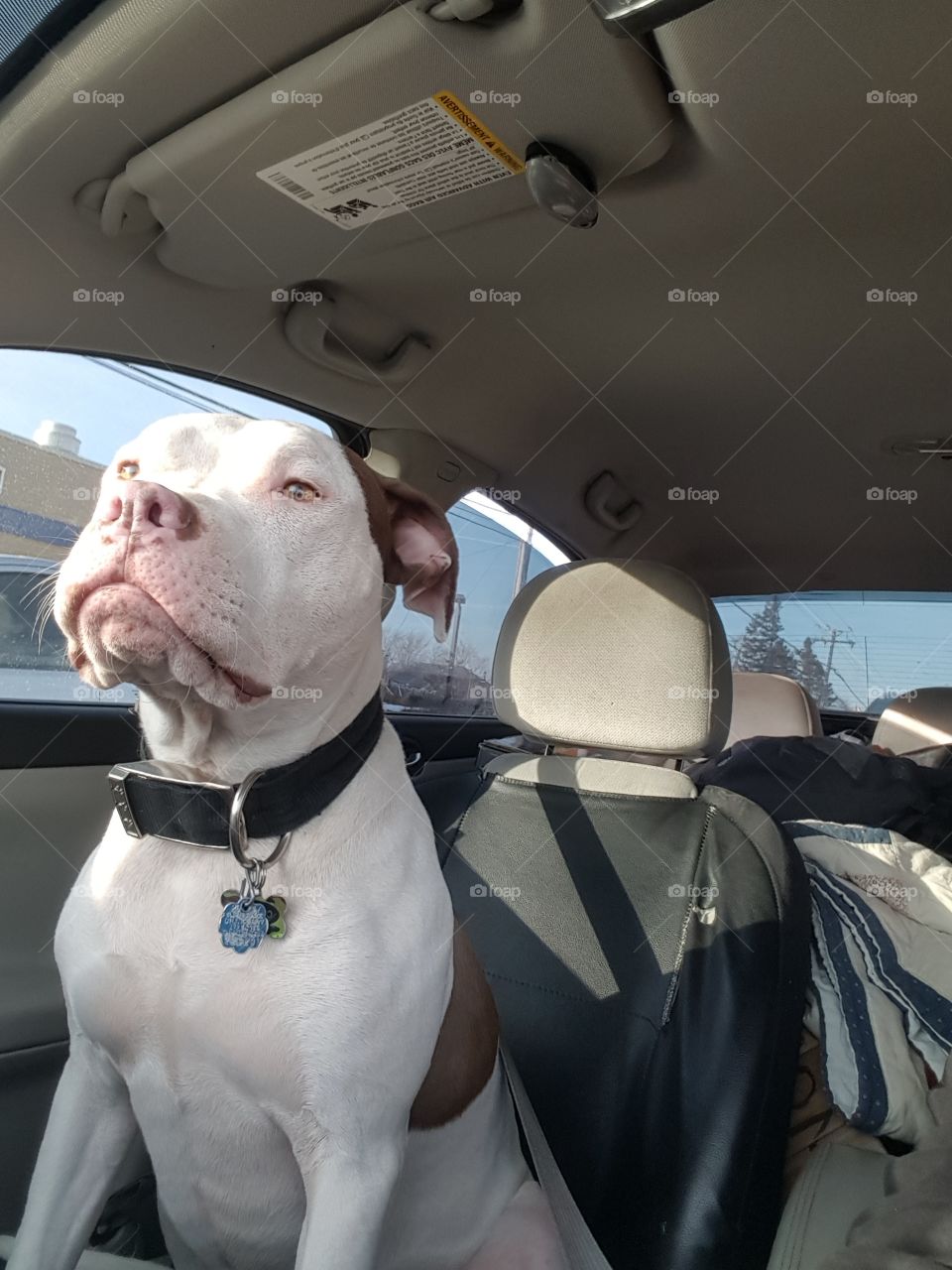 pittbull sitting shotgun in a car