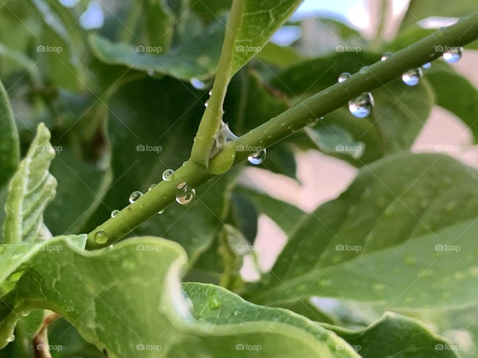 A tree dripping with water after rain.