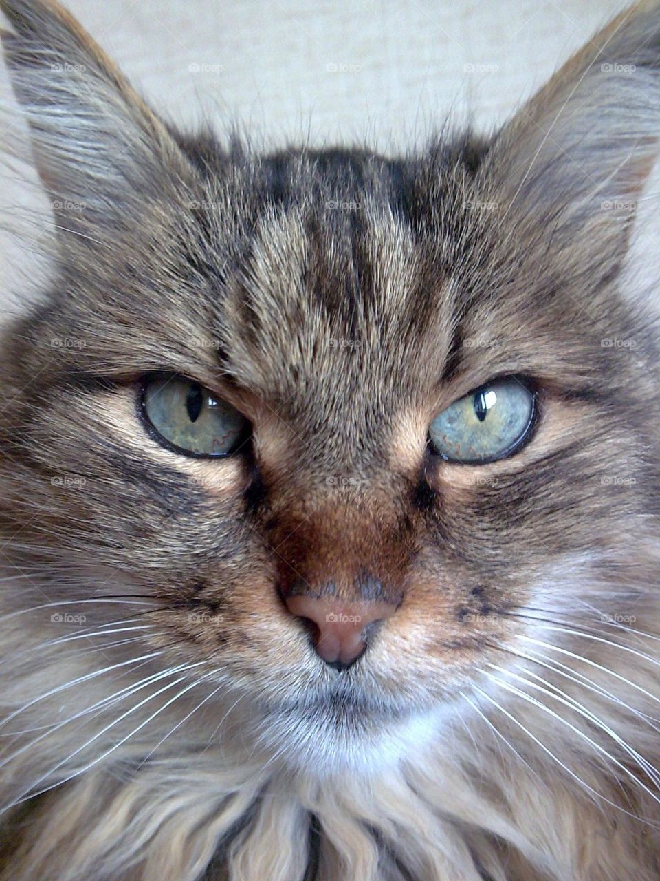 mobile series animals