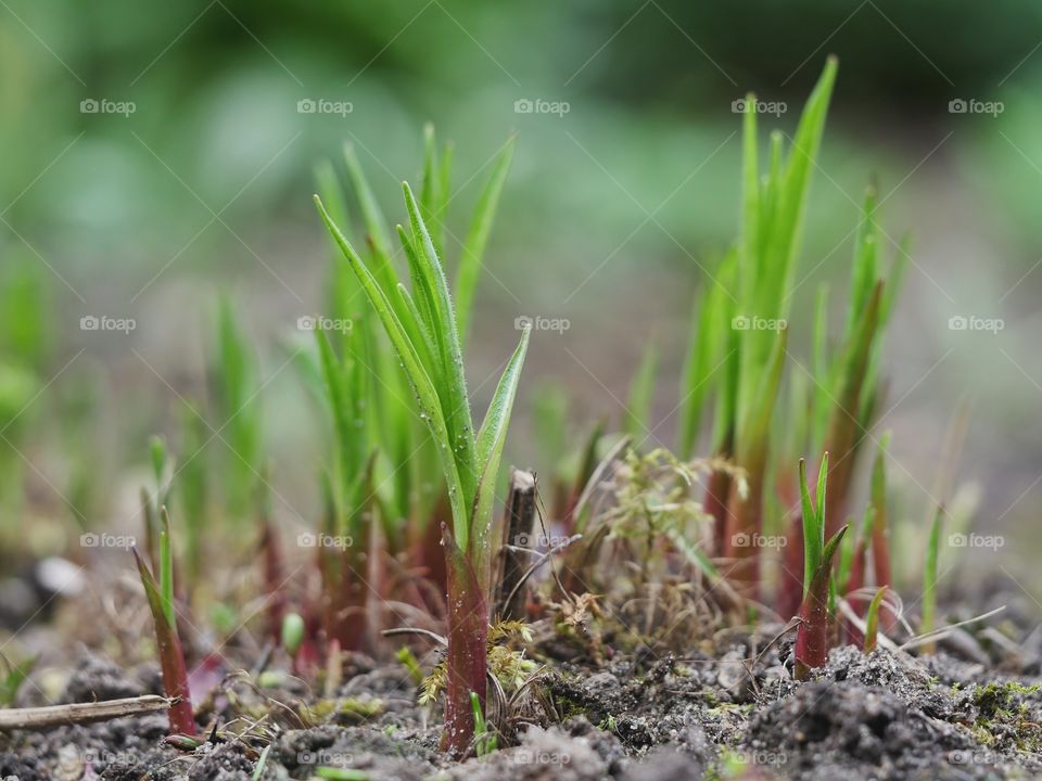 Growing  of blazing star flower