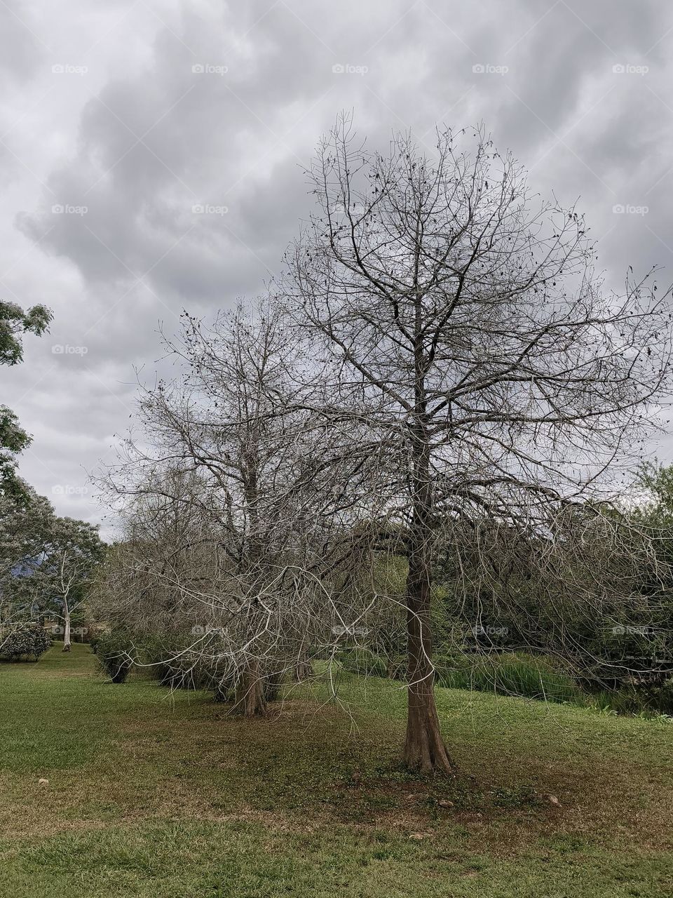 Unknown trees in Chulu Ranch, Beinan Township