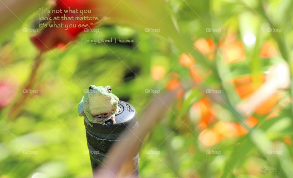 Tree Frog in Garden