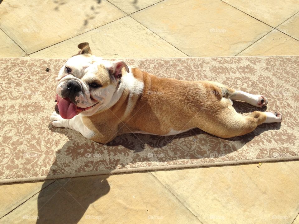 Outstretched bulldog 