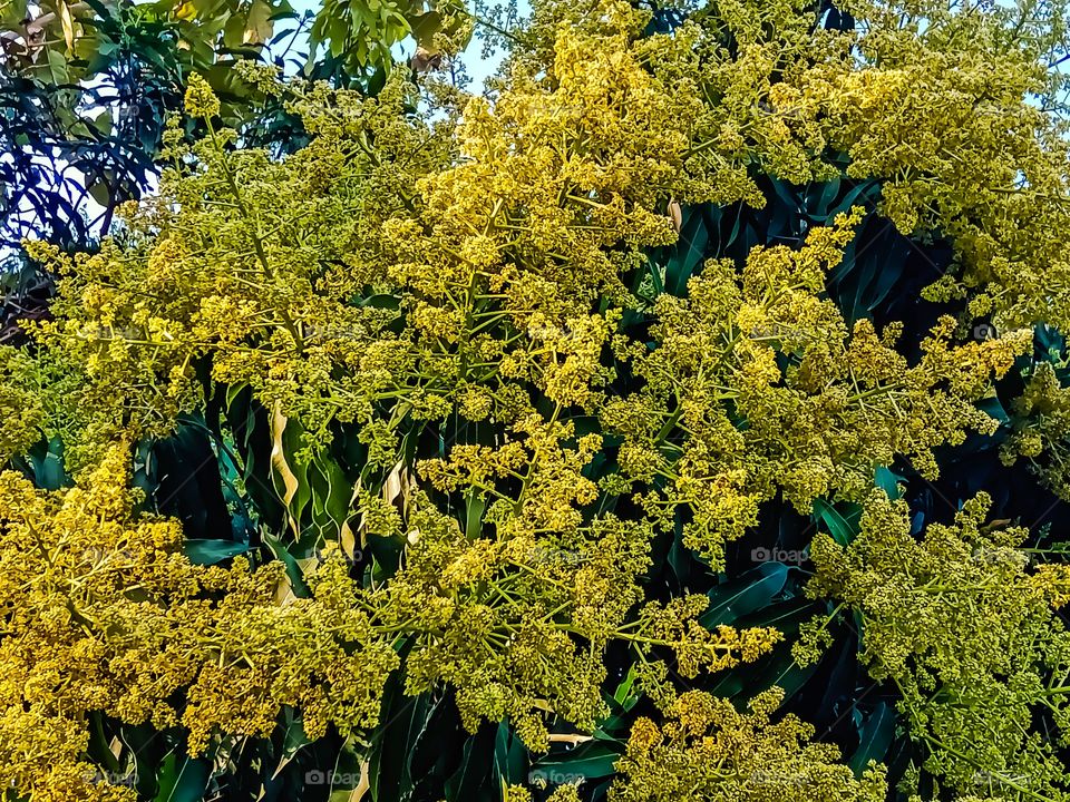 Spring on fresh green mango tree awesome image india