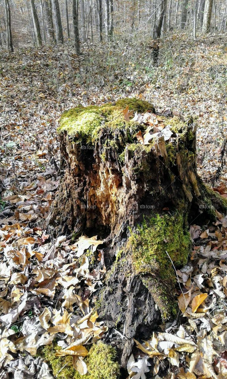 Tree Stump