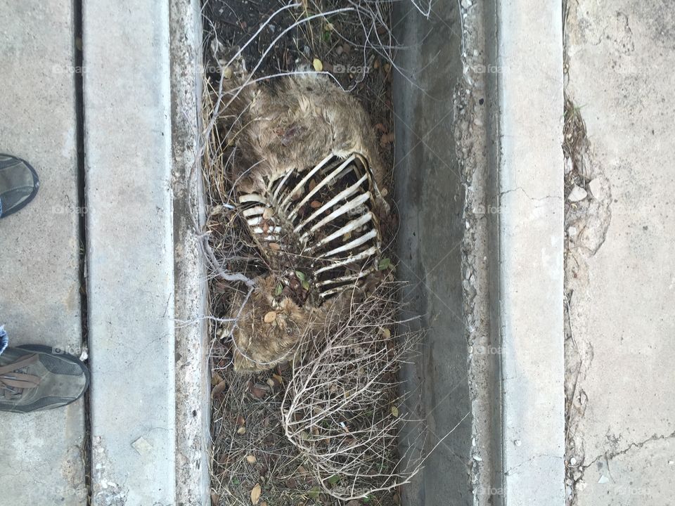 A mysterious mammalian skeleton was found at an old, out-of-use, Army Base. The remains were lying at the base of what seemed to be deep, concrete, drainage ditches, or bunker shelters.