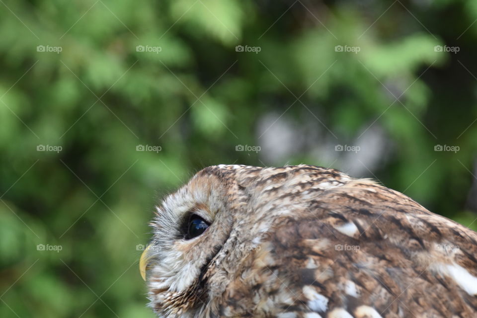 Screech owl sitting and looking upwards 