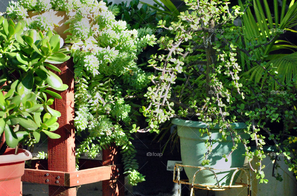 house plants