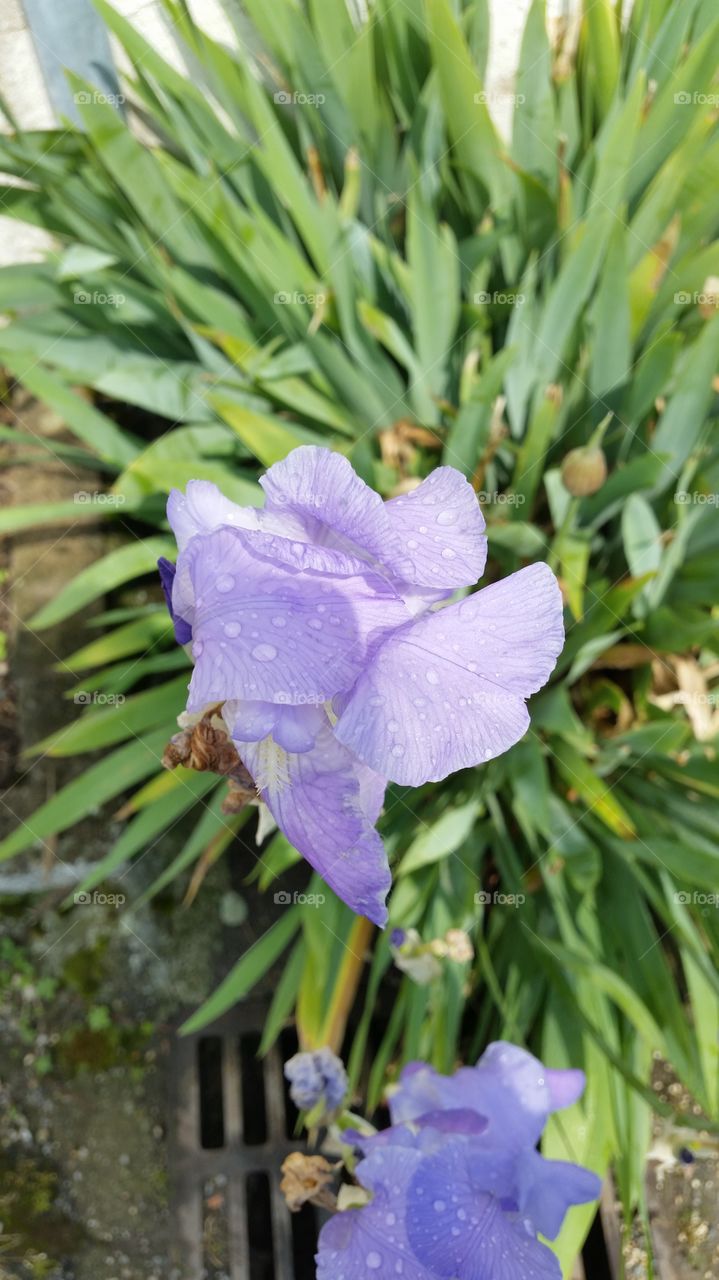 an iris