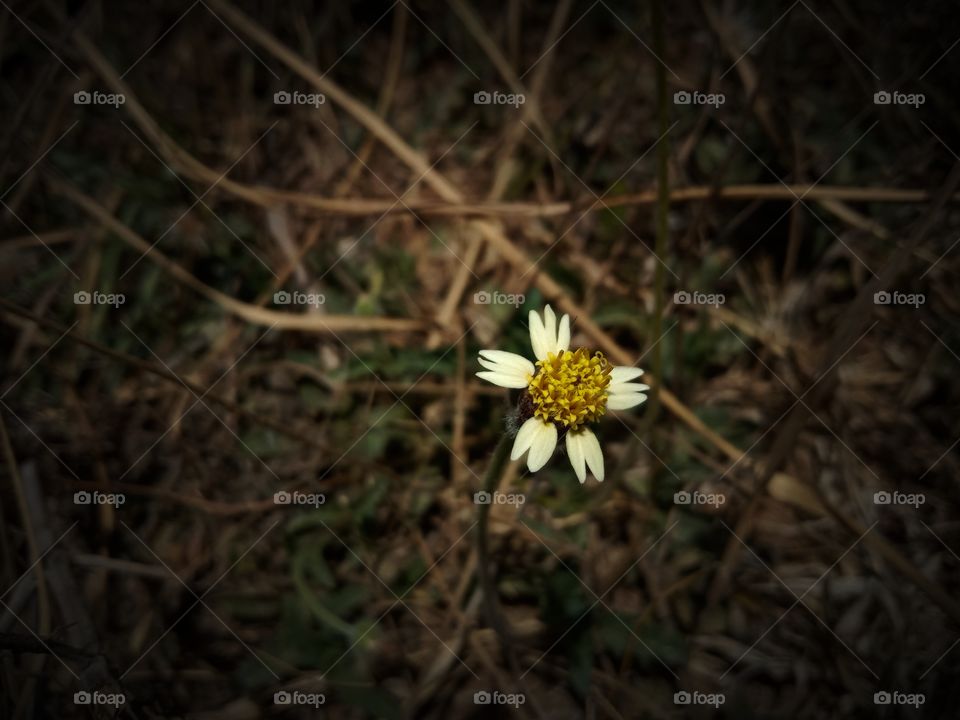 Flower, Nature, No Person, Summer, Leaf