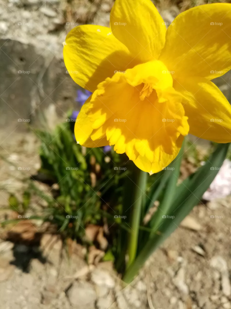 spring celebrition