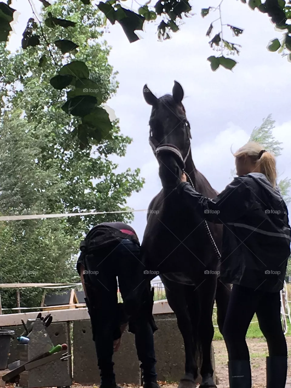Horse at the farrier