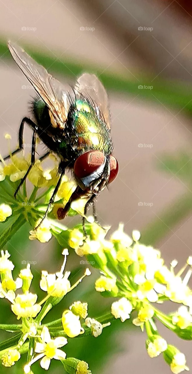 Fly