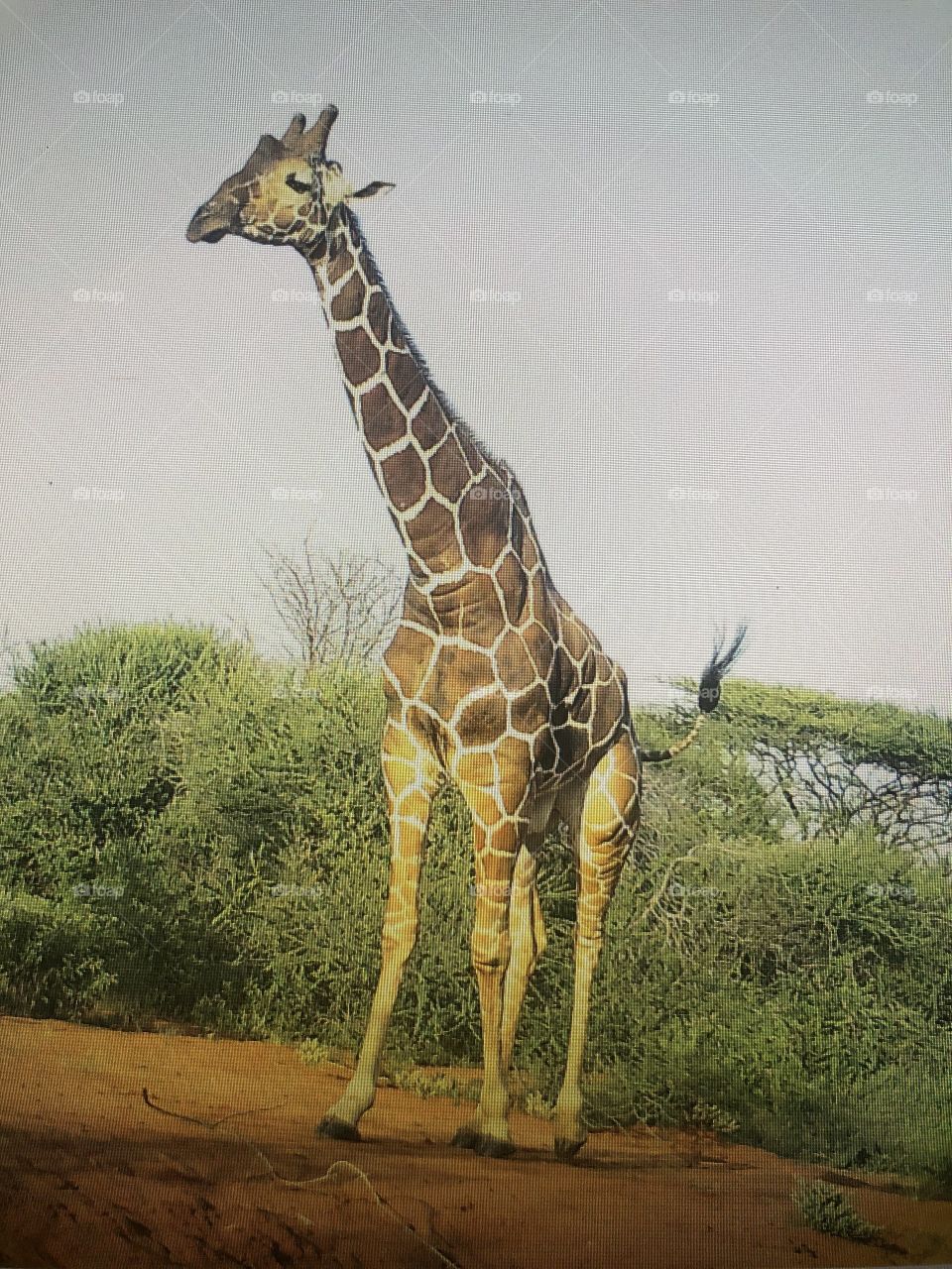Giraffe in Kenya 