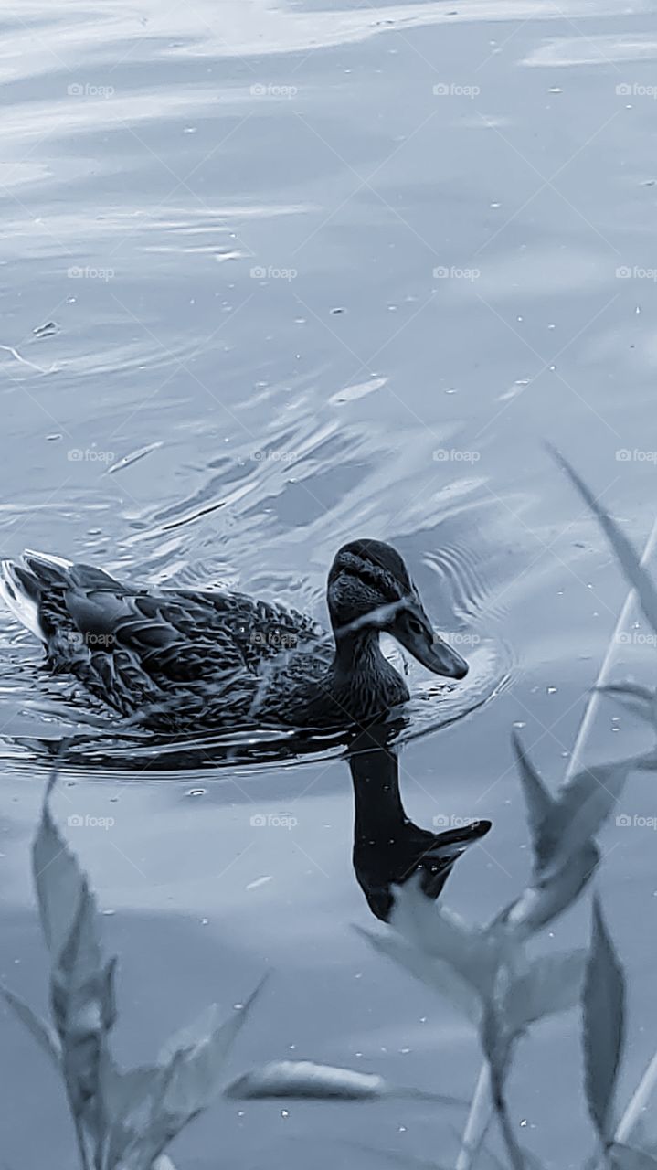 contrast black and white.  The duck swims in the water.  beautiful reflection of a duck in the water