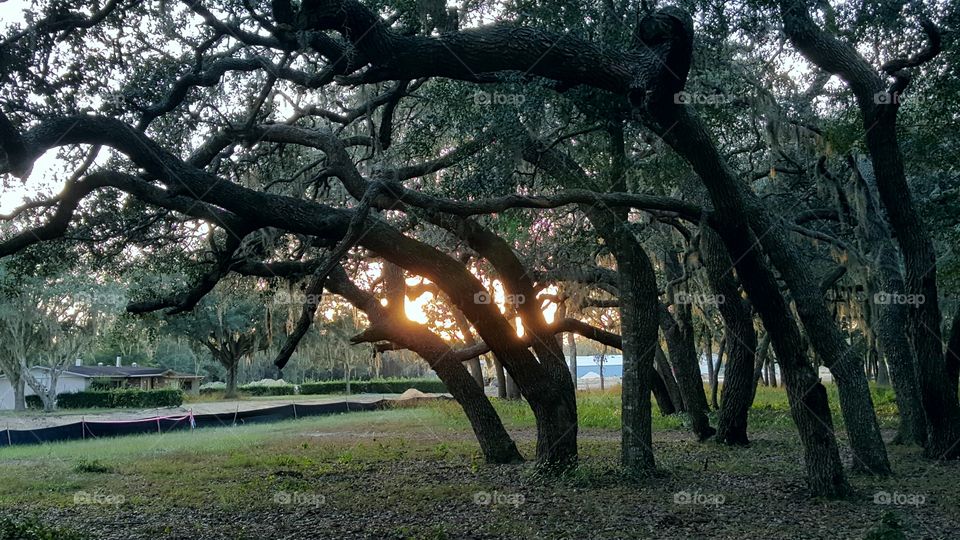 TREES WITH CHARACTER