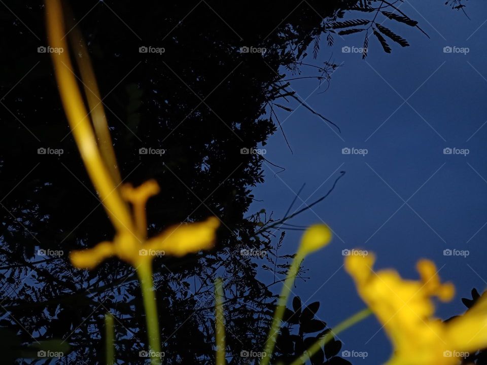Yellow colour flower blur effect image with black and blue sky background night flower photography closeup photo