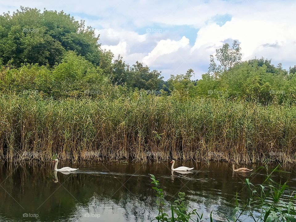 The swan's family in the river