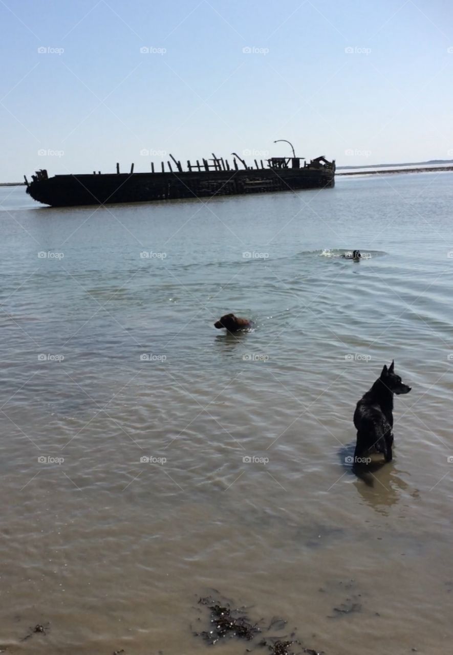 Ancient ship wreck , Swale Kent. Beautiful day, blue skies, calm water, dogs swimming 