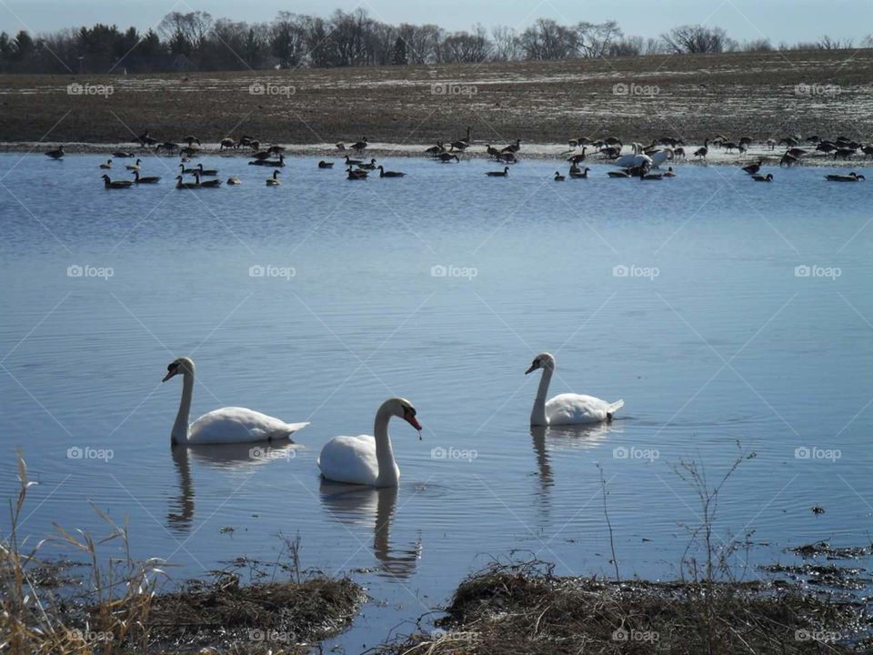 Swans. I Saw theese Swans in A Flooded Farmers Field along with Some Geese!